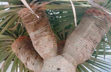 La Morreta Suites I - Lanzarote - Photo 36