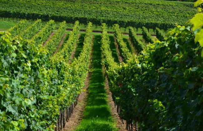 Palatinate Forest Comfortable Holiday Residence - Photo 3