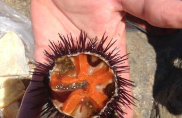 Mediterranean Sea Shell Pool House - Foto 52