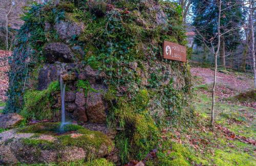 Tulipa do Gêres - Foto 9