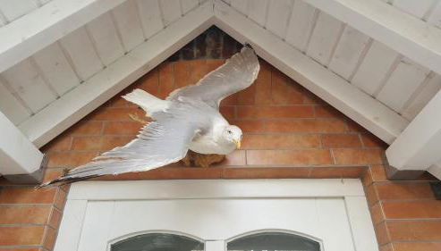 Das Moevennest - Photo 5