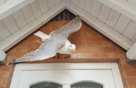 Das Moevennest - Photo 5