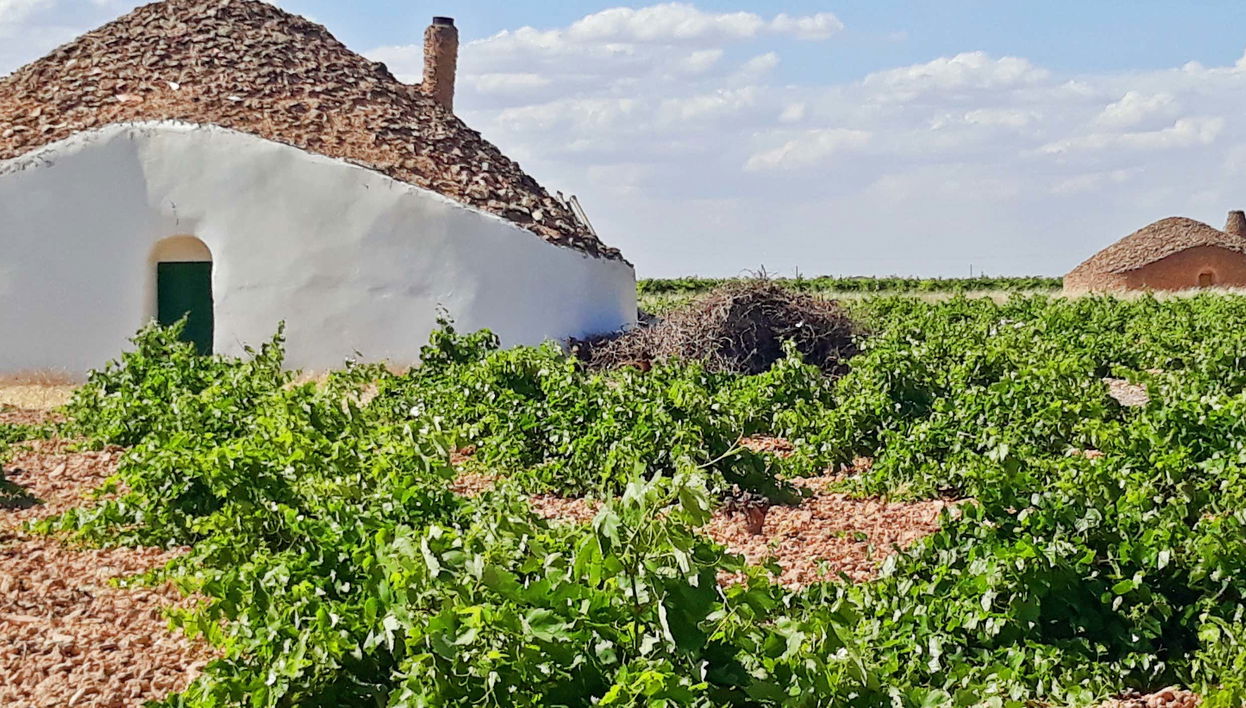 Tour del vino por Tomelloso