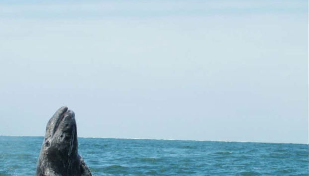 Baleine sautant hors de l’eau