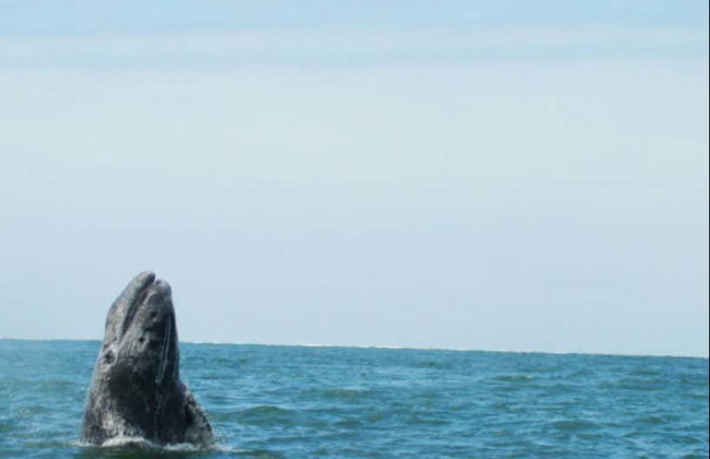 Magdalena Bay Whale Watching - Foto 4