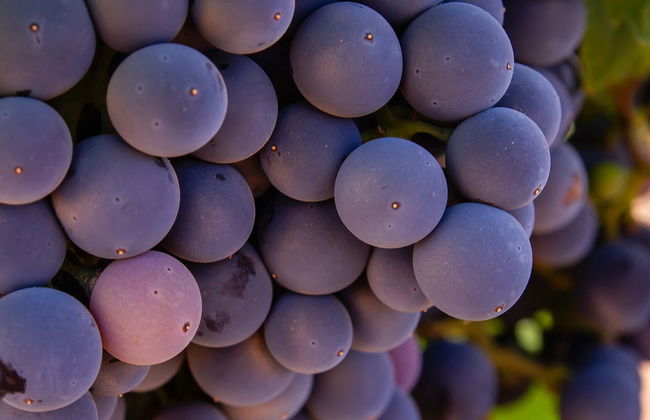 Visite guidée du musée Torre del Vino - Photo 1