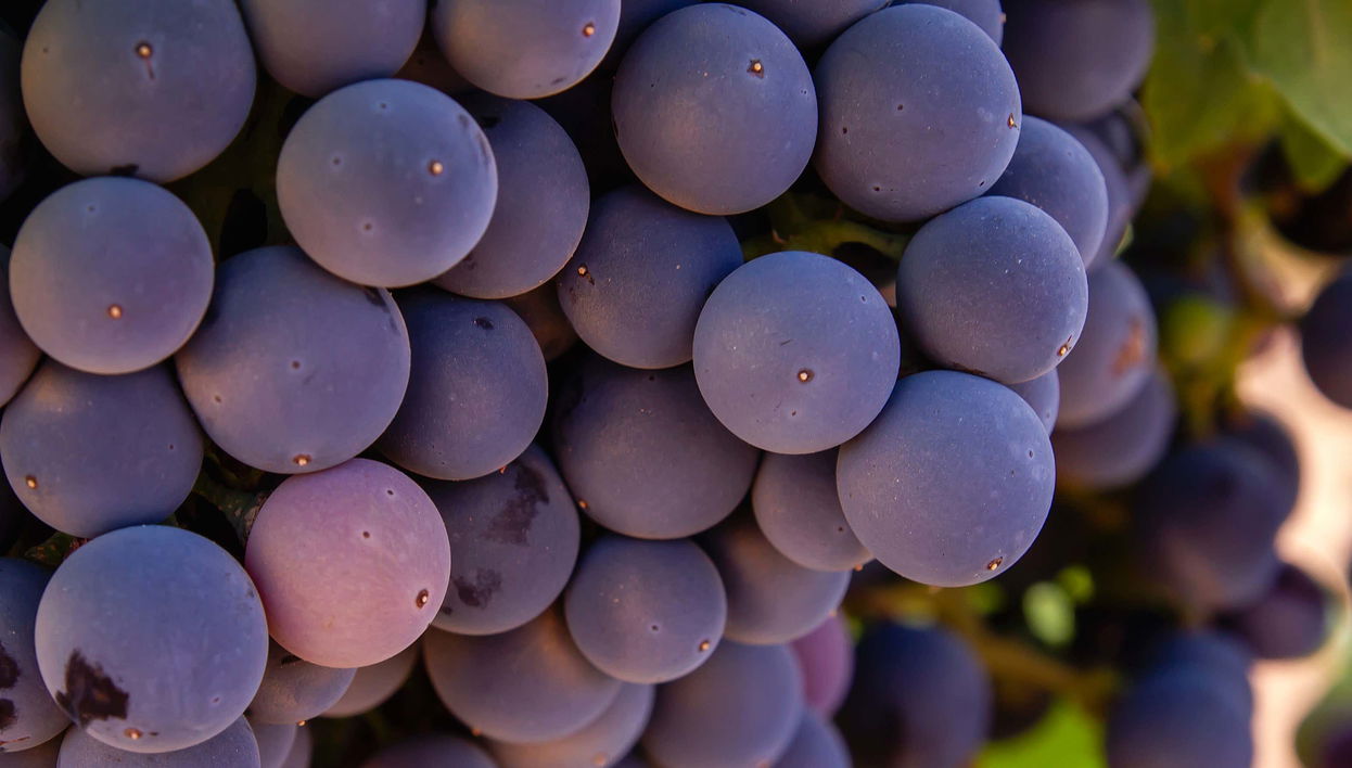 Visita guiada por el Museo Torre del Vino