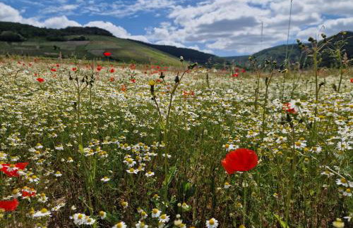 das rote Ferienhaus Terlinden - Foto 43