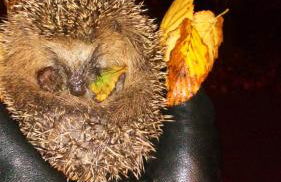 GästeHaus „Barbara” mit Garage in 26919 Brake - Foto 37