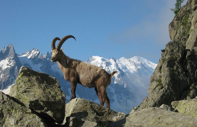 Calme nature ski à Vallorcine Mont Blanc - Foto 26