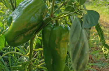 Azienda Agrituristica Baglio Carta - Foto 68