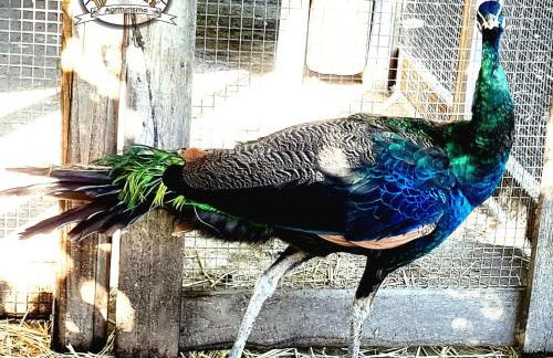 Agriturismo Dolcetna - Foto 53