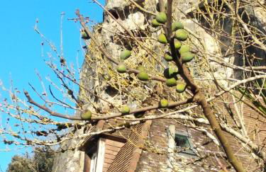 Maison Les Glycines - Foto 33