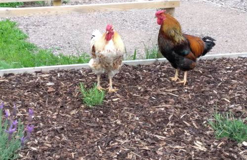 The Cowshed, near Conwy - Foto 14