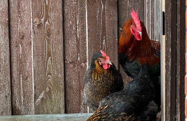 BirnenhofArts - Foto 19