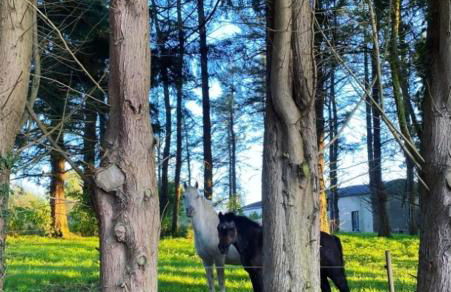 Little Woodbank - Foto 47