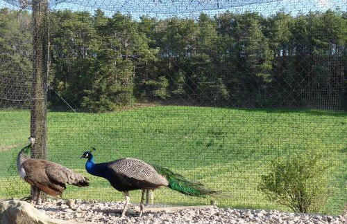 Cal Carulla - Foto 67