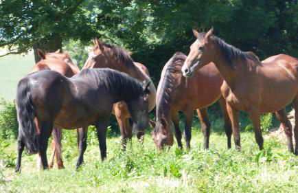 Gîte et Relais Equestre de Marie - Foto 74