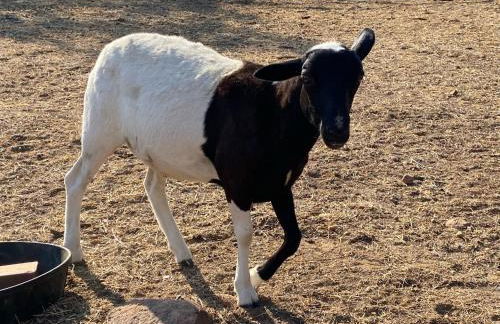 Charming Cabin in the Heart of the TX Hill Country - Photo 24