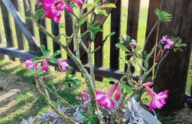 Casa de Campo , Lagoa Nova - Linhares ES - Foto 28