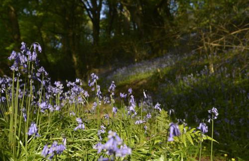 Dandelion Cottage, Amroth - Foto 40
