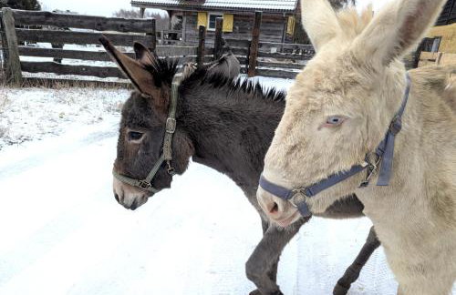 Ranczo Annabella - Foto 8