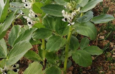 A Casa dos Avós - Alojamento Local - Foto 48