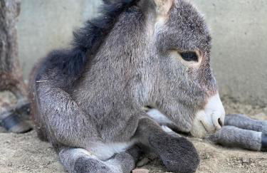 Locanda Del Molino Vecchio - Foto 74