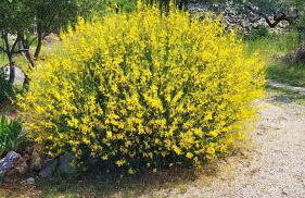 Old Fisherman's House - Apartment Sonja - Foto 37