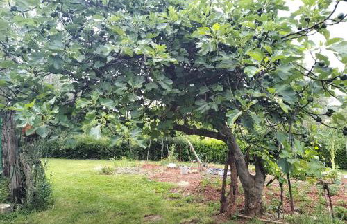 Spacious apartment QuAdria near Motovun - Foto 38