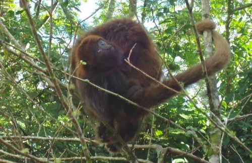 Cabana Araucária em meio à natureza - Foto 28