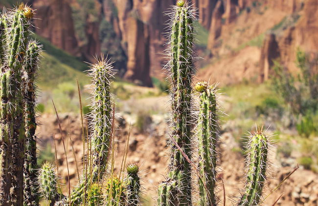 Valley of Souls & Palca Canyon Day Trip - Photo 2