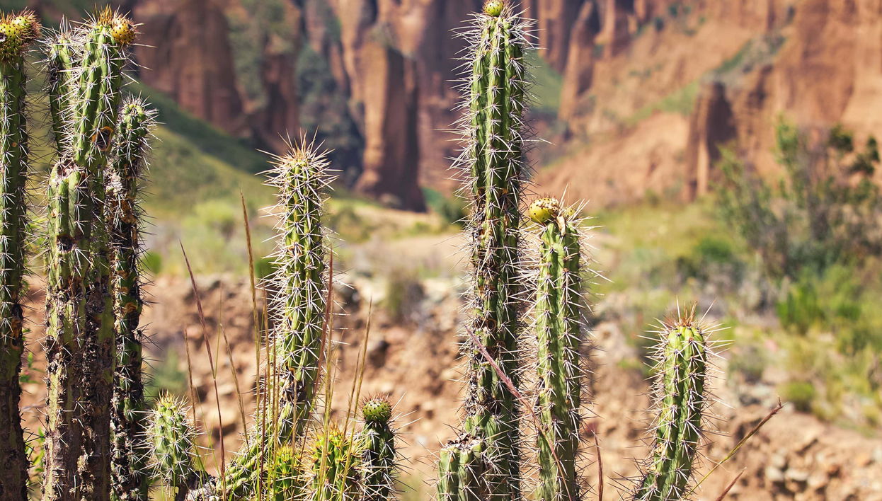 Excursión al valle de las Ánimas y cañón Palca