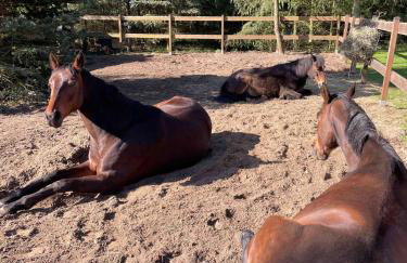 Sercem i Kopytem - Foto 22