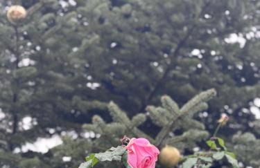 Traditional stone house - Dimitsana - Foto 15