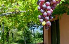 Agriturismo Il Colle Del Contadino - Foto 29