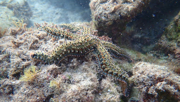 Snorkel en Porto Santo - Foto 3, Una estrella de mar en las profundidades de Porto dos Frades