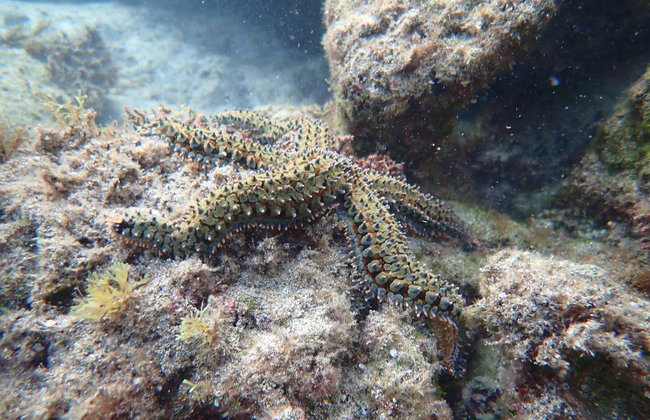 Snorkeling à Porto Santo - Foto 3