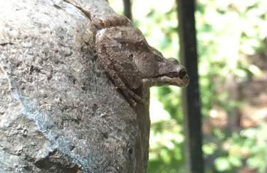 Vintage RV Creekside Nature Retreat near Ojai next to Swim Holes Hike - Foto 36