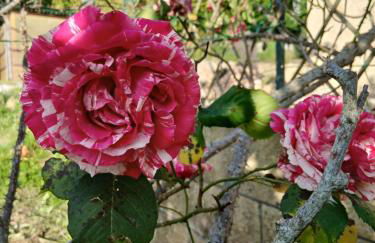 Garden Relax - Foto 7