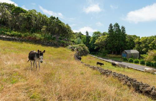 Casa da Figueirinha - Photo 13