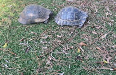 AGROTOPIA Guesthouses - Foto 39