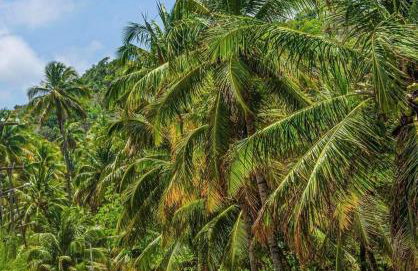 Mani Japaratinga - Foto 28