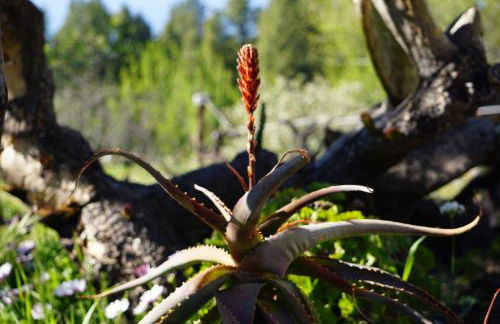 Panorama Suite El Mirador - Foto 38