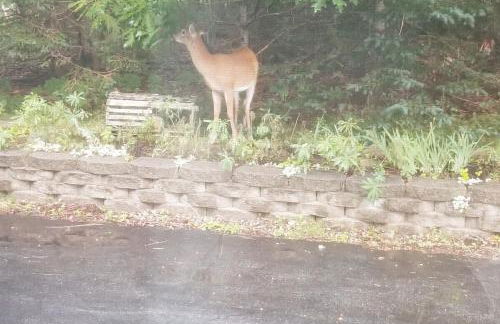 Lamoine Beach House - Foto 37