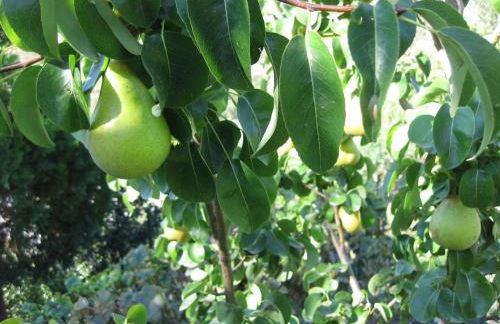 Bancal de Los Pérez - Foto 44