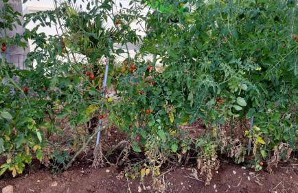 Villa Marna Bianca - Foto 44