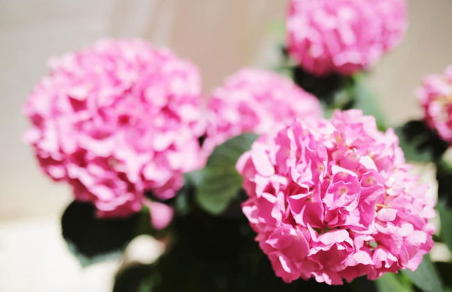 Tamarix Residence - Foto 2