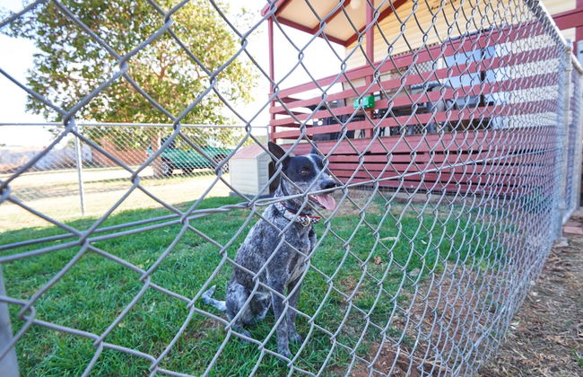 NRMA Dubbo Holiday Park - Foto 27