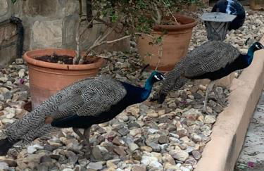 Casa Lisboa - Photo 52